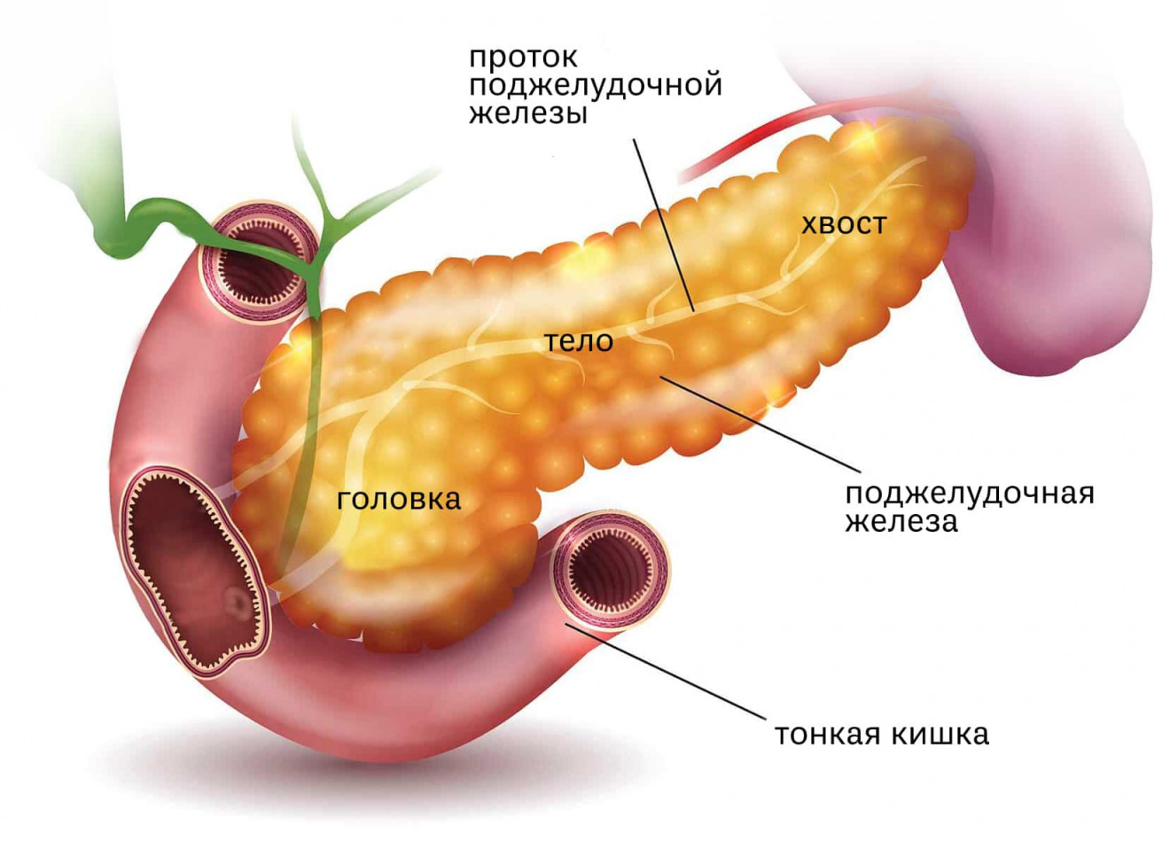 Поджелудочная железа анатомия