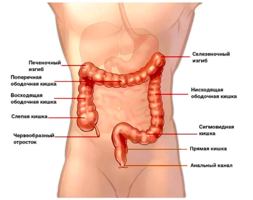 Анатомия толстого кишечника