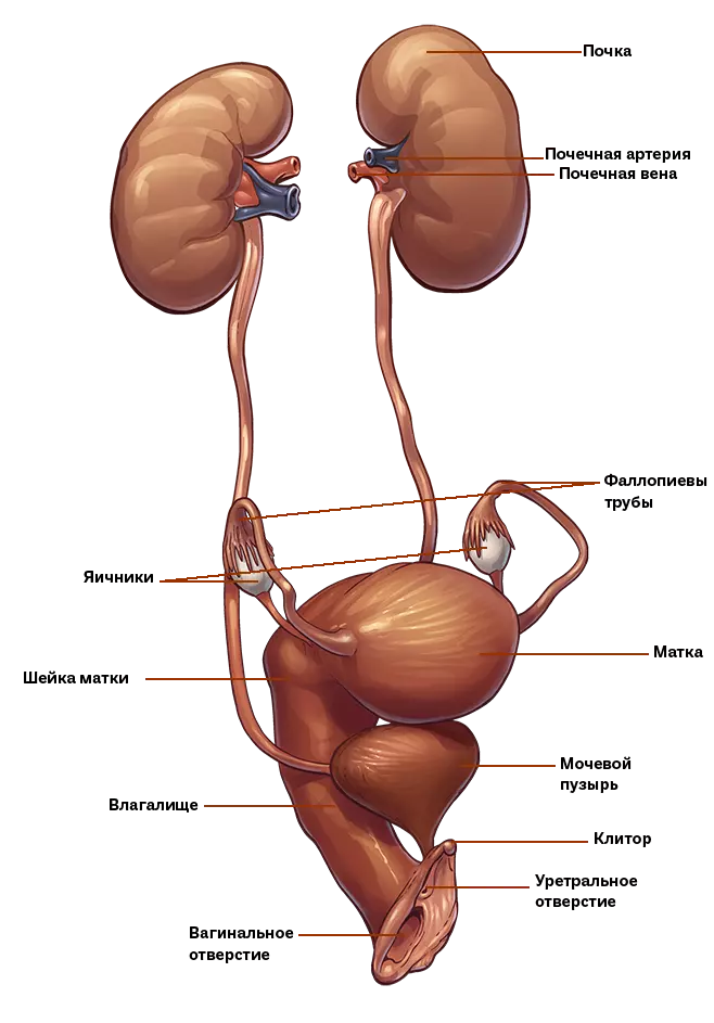 Схема строения женской репродуктивной системы