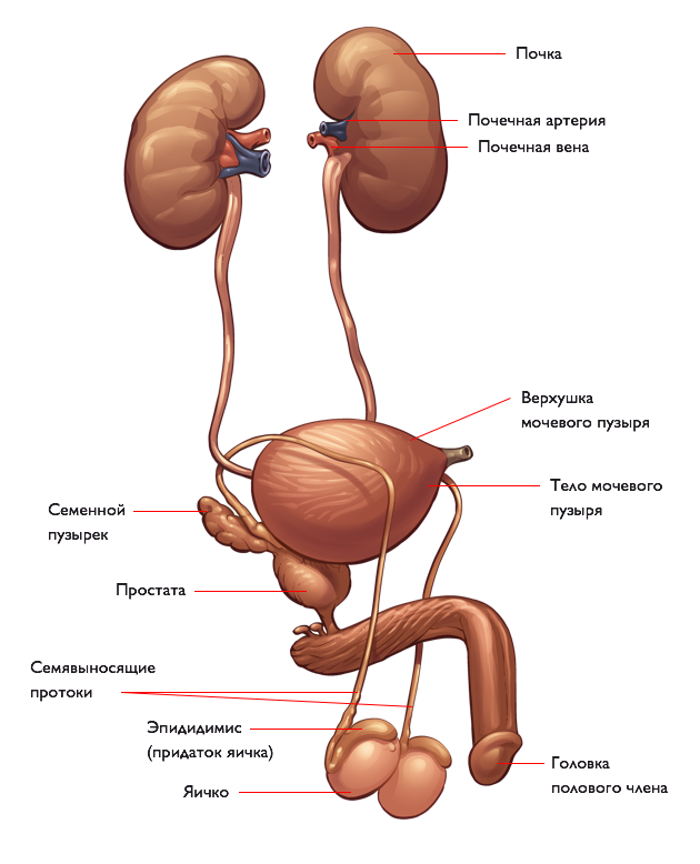 Маленький мочевой пузырь у мужчин. Мужская выделительная система строение. Анатомия мочеполовой системы женщины схема. Мужская Мочеполовая система анатомия рисунок. Схема почек и мочеточников мужская.