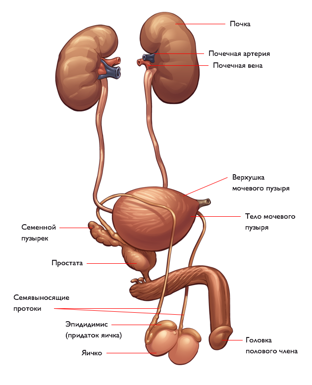 Анатомия мужской репродуктивной системы