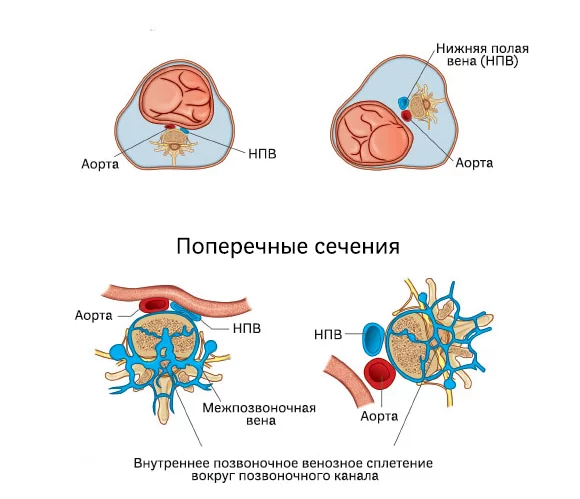 положение на боку и на спине беременной женщины